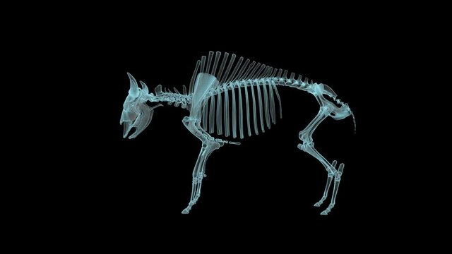 Bison Skeleton in Xray, Holographic Turntable 4K