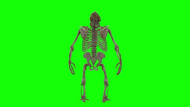 Realistic Gorilla Skeleton Turntable on Green Screen With Alpha Matte