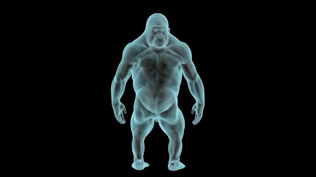 Gorilla Body in Xray, Holographic Turntable 4K
