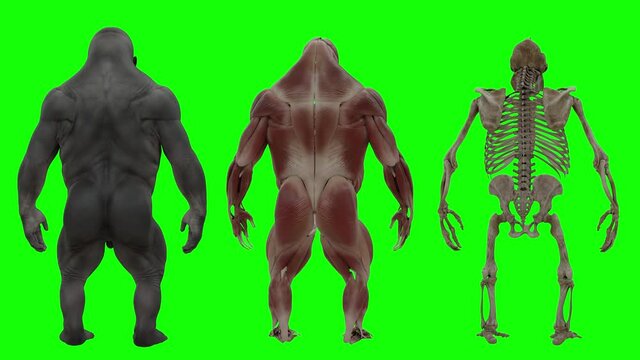 Realistic Gorilla Skin, Body, Muscles and Skeleton, Holographic Turntable 4K
