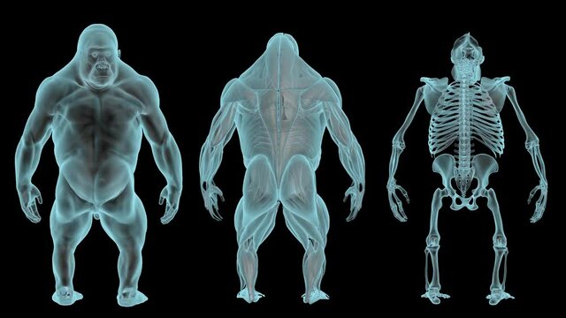 Gorilla Ecorche, Body and Skeleton in Xray, Holographic Turntable 4K
