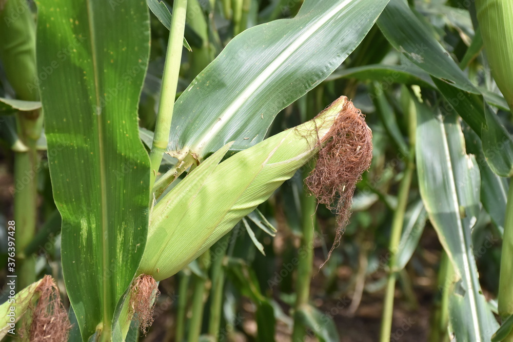 Wall mural raw corn is fully grown, ready for harvest.