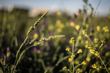 Wildflowers in bloom, fields in spring, various colors: yellow, purple...
Beautiful light