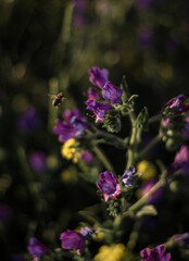 Wildflowers in bloom, fields in spring, various colors: yellow, purple...
Beautiful light