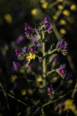 Wildflowers in bloom, fields in spring, various colors: yellow, purple...
Beautiful light