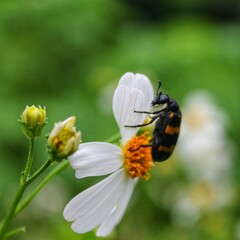 bug on a flower