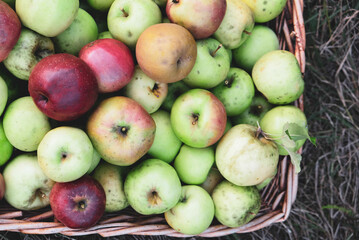 Freshly picked organic apples in a basket.