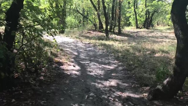 First-person timelapse - a walk along the trampled paths of the forest. Green forest in the summer. Sunny day.