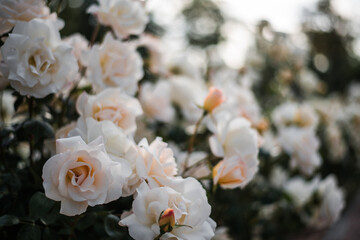 Roses in full bloom during spring 