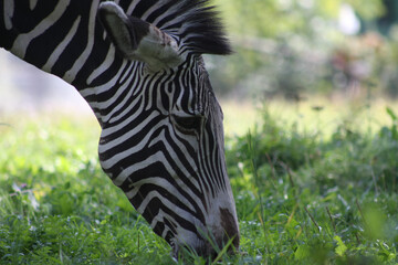 funny zebra head on grass background