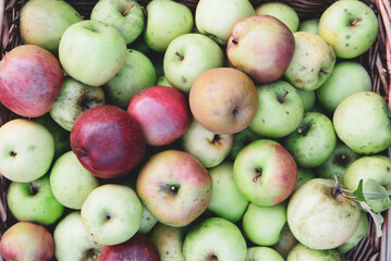 Freshly picked organic apples in a basket.