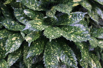 植物 葉 緑4