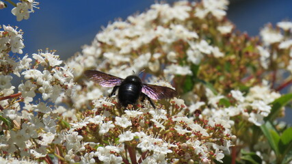 Xylocopa violacea