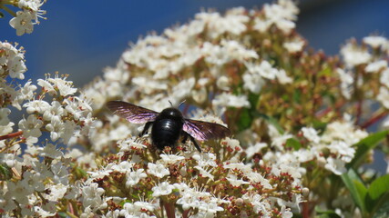 
Xylocopa violacea