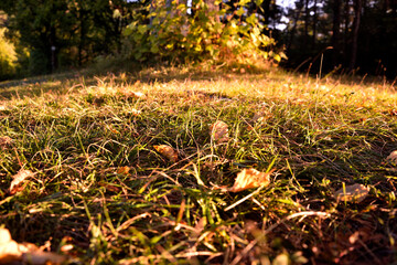 Herbst