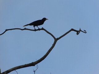 crow on a branch