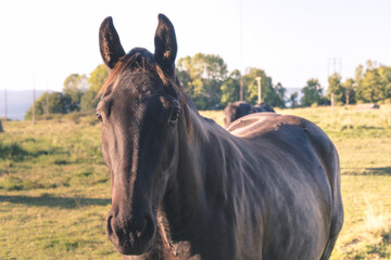 Koń na polanie © Dreamnordno