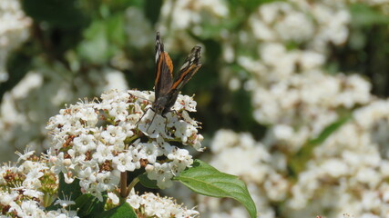 Vanessa Atalanta 