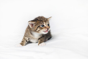 Fototapeta na wymiar Little cute tabby kitten on white sheet background.