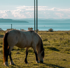 Koń na polanie © Dreamnordno