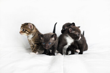 Little cute kittens on white sheet background.