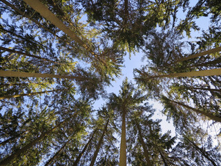 Fototapeta premium A view straight up from the ground to the treetops in the forest. Low angle shot. Tree crowns and blue sky. Beautiful symmetry in forest.