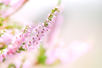 Close up of lovely flowering pink bush heather with defocused background