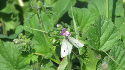 Pieris rapae