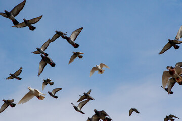 flock of speed racing pigeon flying against clear blue sky