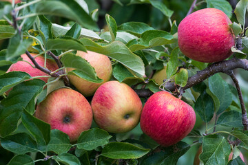 Magnifiques pommes sur un pommier
