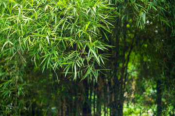 Fresh green nature bamboo leaf and tree background asian vietnam traditional style