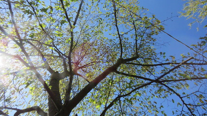 Dettagli naturale