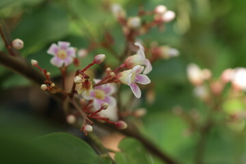 Close up photo of beautiful carambola flowers. Starfruit/pink blossom tree