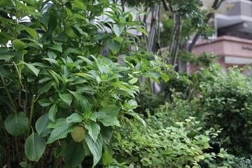 草