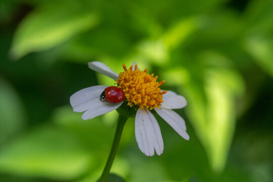 Soft focus of a red ladybug on a white black-jack flower