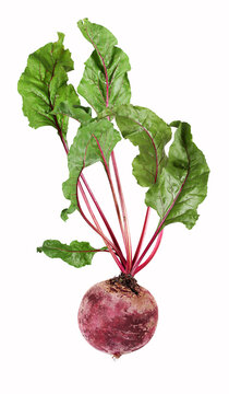 Single, isolated beetroot vegetables with leaves