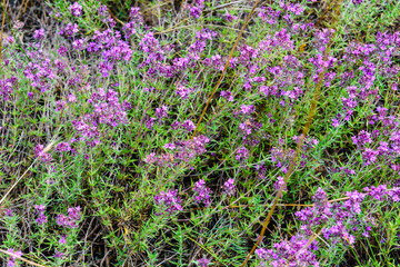 Naklejka premium Flowers of Thyme (Thymus) on a meadow