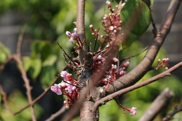 Close up photo of beautiful carambola flowers. Starfruit/pink blossom tree