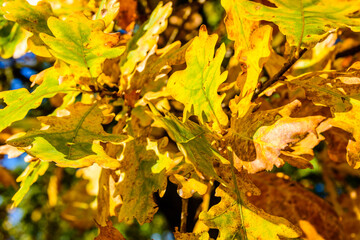 Background of the yellow oak leaves. Autumn concept