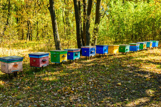 Multicolored bee hives at apiary in the forest © ihorbondarenko