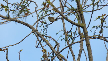 
Emberiza hortulana