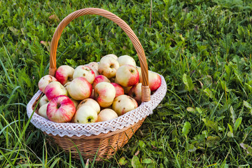 lots of apples in the basket
