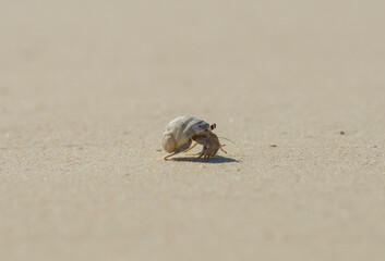 Hermit crab walking across a beach