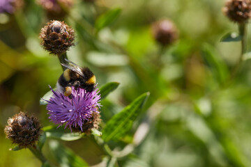 Pollen laden Bumble Bee feeds on a Knapweed flower in full bloom on a rockery in the amateur...