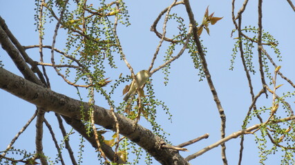 
Emberiza hortulana