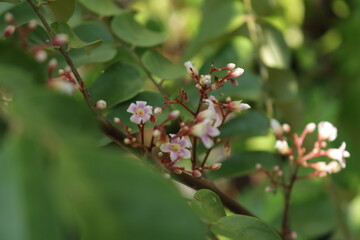 Close up photo of beautiful carambola flowers. Starfruit/pink blossom tree