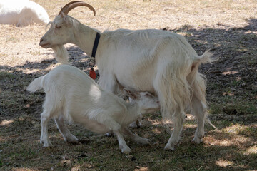 Fototapeta premium Young goat starts suckling with its mother