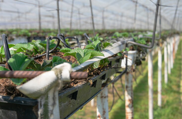 Young strawberry plants in an strawberry nursery in Belgium East Flanders in Sint Gillis Waas