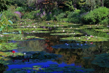 絵画のような風景　睡蓮の庭　夏（高知県）