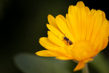 Insekt auf gelber Blüte
